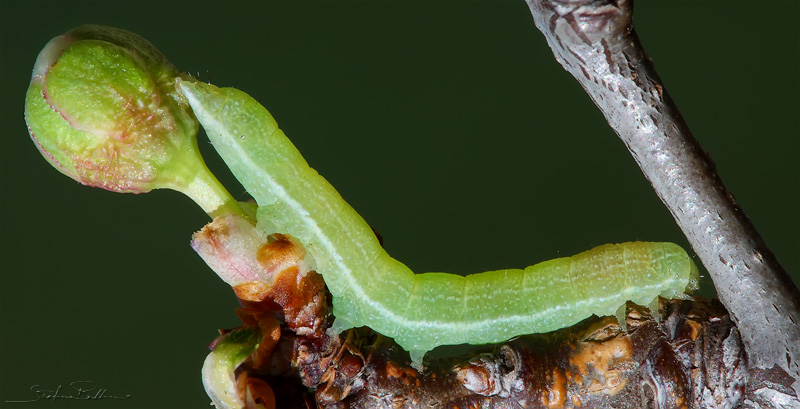 Altro bruco da identificare